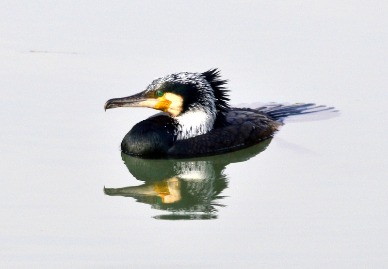 Cormorano Punk